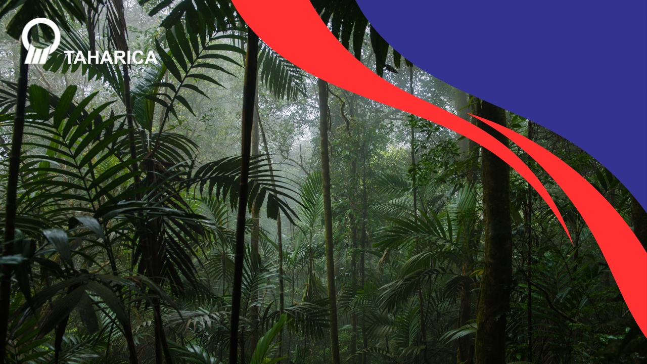 Kesehatan Pohon: Ukur Kondisi Kerusakan Pohon Dengan Akurat