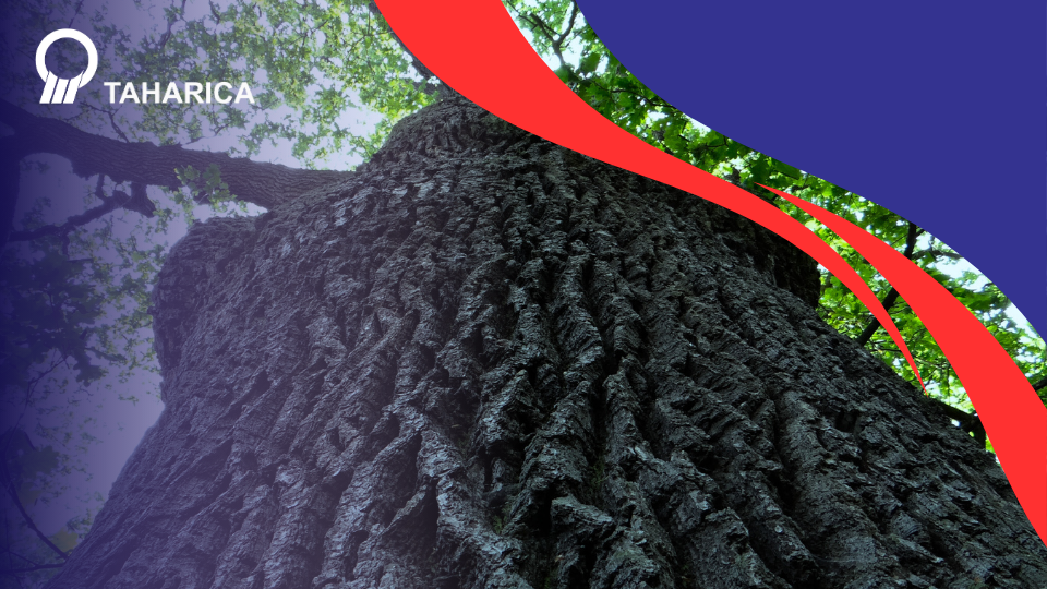 Tree Monitoring System: Teknologi Pengukur Kesehatan Pohon