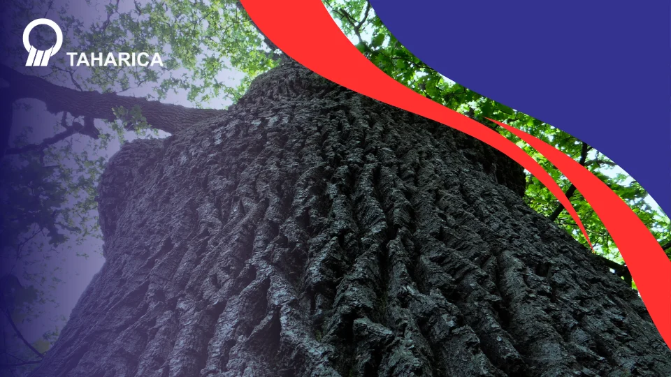 Tree Monitoring System: Teknologi Pengukur Kesehatan Pohon