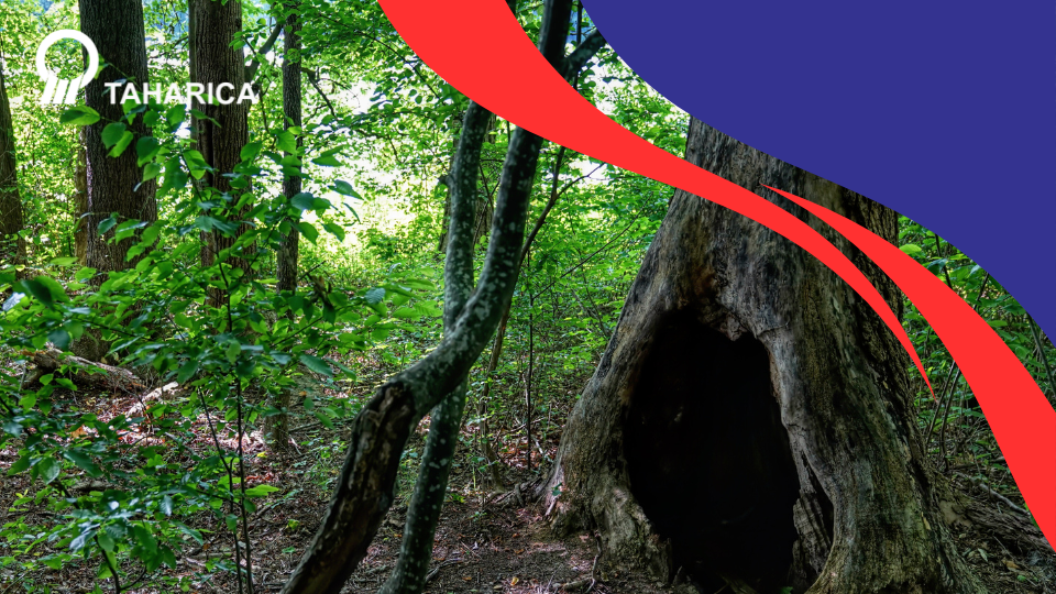 Penemuan Pohon Bolong di Yogyakarta Saat Ditebang – Taharica