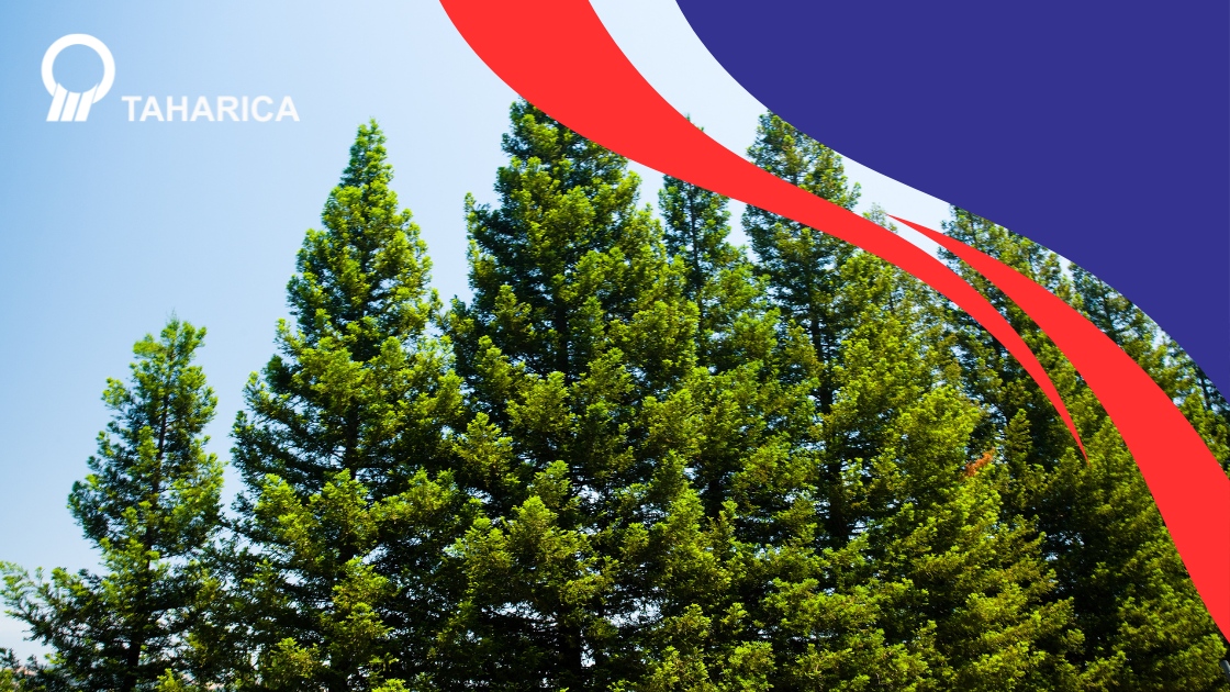 Analisis Kesehatan Pohon: Ukur Batang dan Akar Secara Akurat