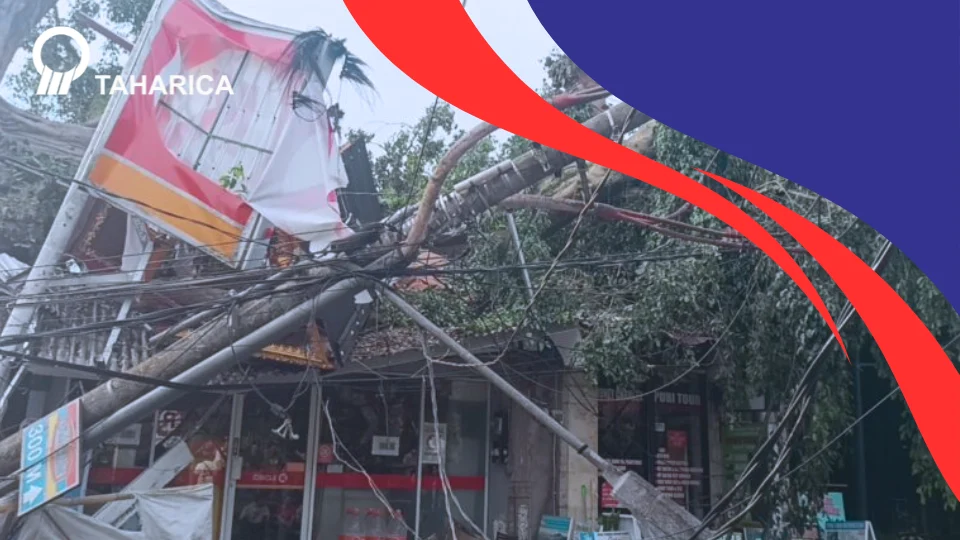 Pohon Beringin di Bali Tumbang: Ini Solusi Menghadapinya